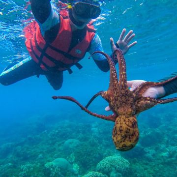 墾丁有得天獨厚的豐富海洋資源，所以浮潛通常都是大家必定會參加的活動之一。飄浮在海平面往下看-小丑魚躲在海葵裡跟你玩捉迷藏，抑或是鮮豔的珊瑚與色彩鮮明的魚種正爭奇鬥艷著。經驗豐富的教練帶領您離開水泥，進入水裡，一同享受4D高畫質的海底世界。