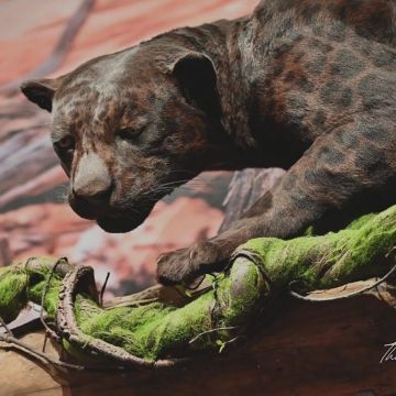 坐落於墾丁恆春鎮上的動物標本展覽館，讓您親身體驗與栩栩如生的寵物標本近距離拍攝，園內並提供許多的拍照打卡場景，讓您一秒就有如置身非洲原始叢林的感覺。