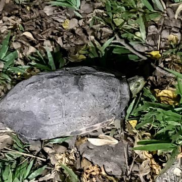 墾丁社頂部落解說員將帶領遊客體驗進入社頂夜間的繽紛生態世界，像「交響樂團」演奏的蛙類，6到9月還有螢光蕈。當暑假來到墾丁夜晚不知何處去時別忘了參加，就在繁華的墾丁大街不遠處，靜謐的星空、奇妙的生物，絕對要讓您驚豔。