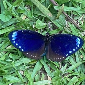 「社頂彩蝶繽紛慢遊行」-賞蝶四季皆宜，又可以了解蝴蝶的生活史。春夏之際，大地受到梅雨的滋潤百花齊放，正好是眾多蝴蝶採食花蜜和繁殖的好時機；秋冬時期會有紫斑蝶和青斑群聚渡冬。一年四季社頂公園內有許多蝴蝶迎風飛舞翱翔天際，美麗的色彩展翅空域，一同來欣賞牠們的翩翩起舞吧！