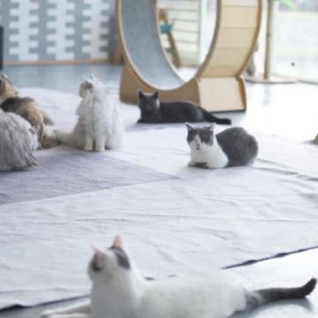 墾丁灰太狼教育園區 是採取放養式的餵養，裡面有親人可愛的動物，可與老鷹近距離拍照特別帥氣。喜歡跟動物親近的朋友，來墾丁遊玩時，一定不要錯過 ! 