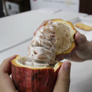 來到阿信巧克力農場，不僅能化身烘焙師、發揮創意親手DIY專屬巧克力，還能親自調配一瓶充滿幸福感的香草精油，讓濃郁的甜香與溫暖的精油香氣，徹底療癒你的身心靈。視覺、味覺與嗅覺的三重饗宴，快來農場帶走屬於你的雙倍幸福感吧！