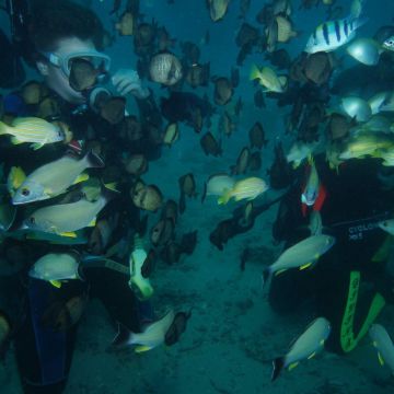 南青潛水位於大光後壁湖碼頭對面，1980年開始營業，是墾丁台灣第一家潛水店哦！幫助完全不會潛水的初學者，自由自在地在水中悠游，且充份了解開放水域潛水員OWD基本知識與技巧。