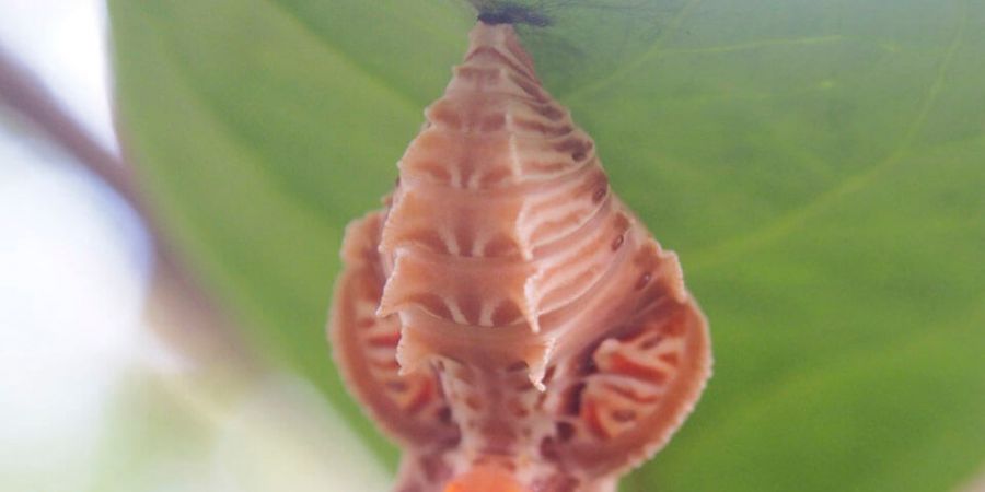 大紅紋鳳蝶蛹