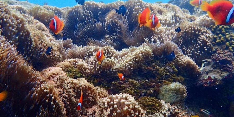 熱帶魚群