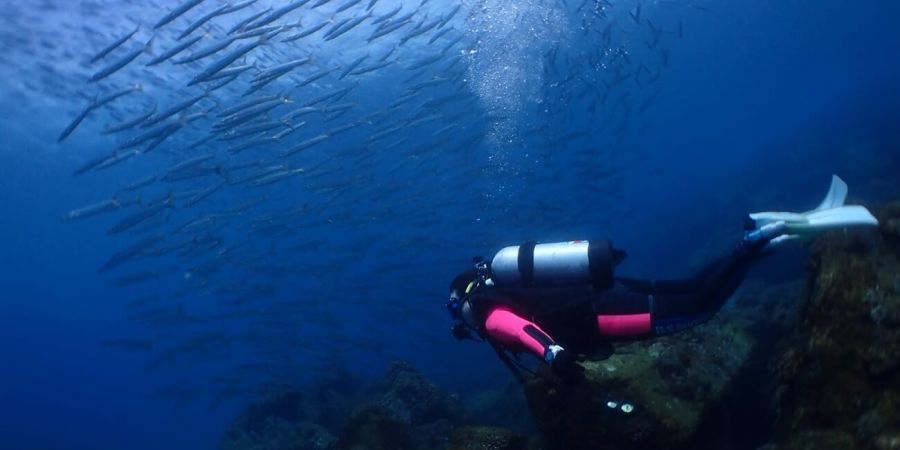 與魚同游