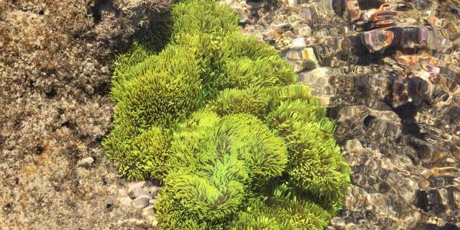 綠柱地形海葵