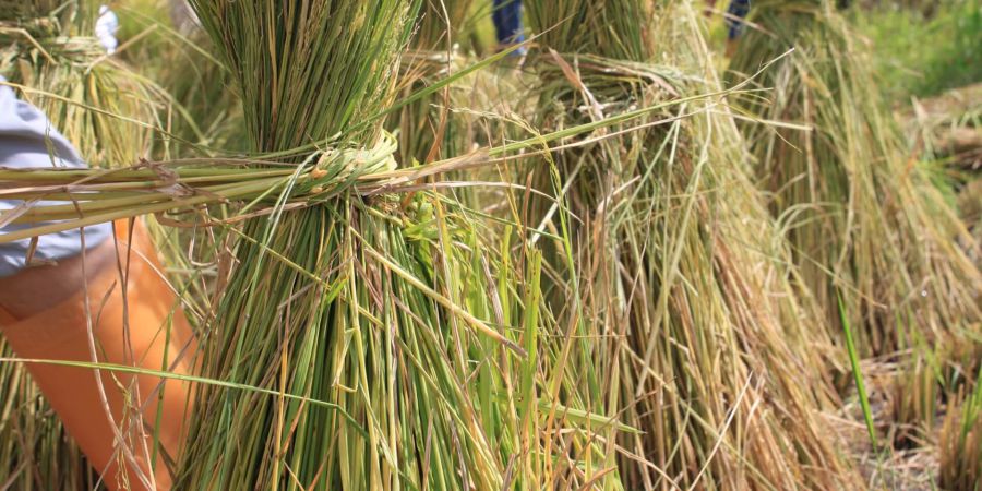 生態稻作區