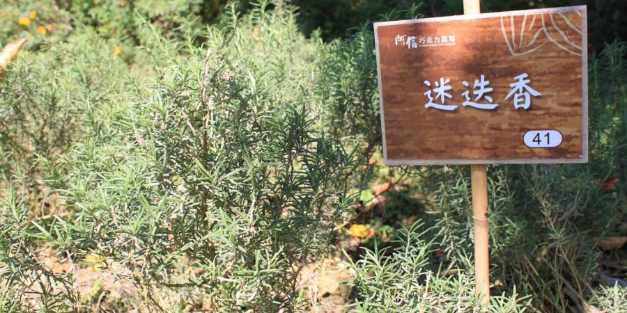 可以挑選自己喜歡的香草做精油