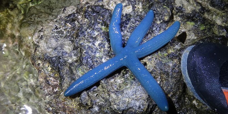 藍指海星
