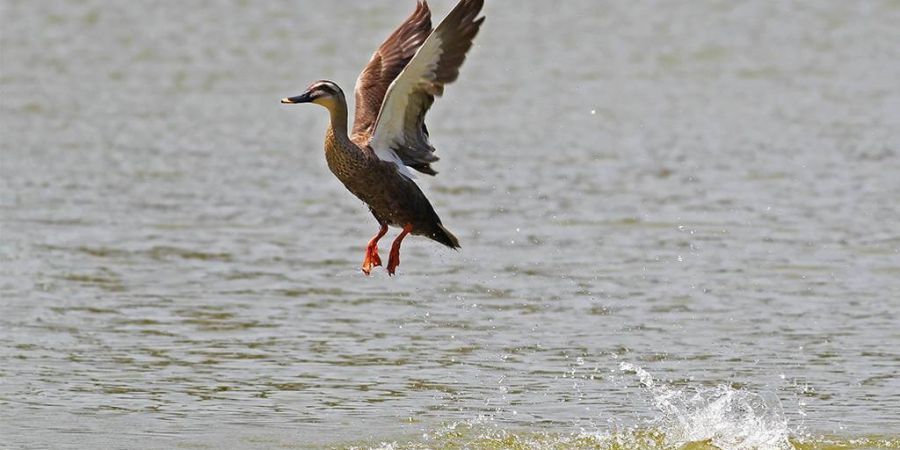 龍鑾潭是水鳥棲息的天堂