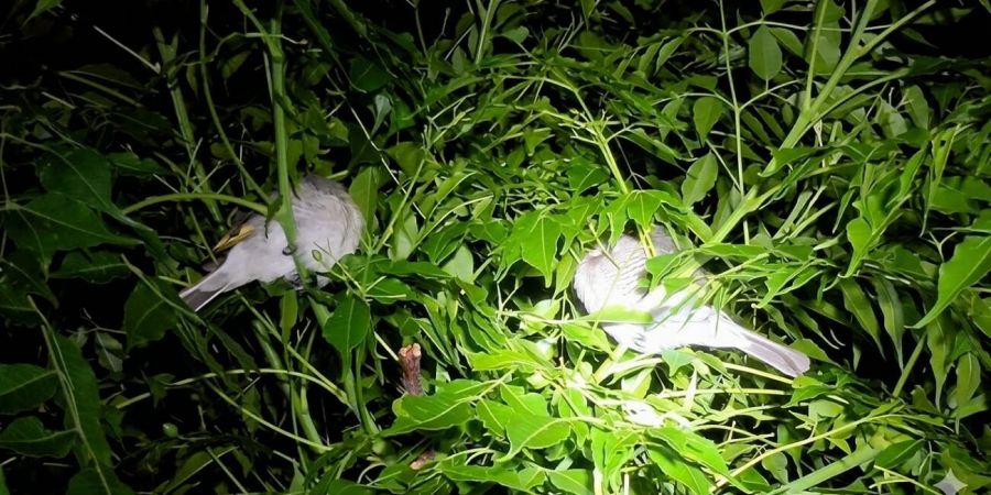 夜間棲息的鳥類