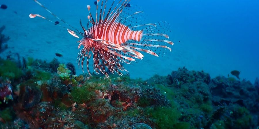 獅子魚