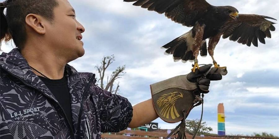 現場協助與老鷹互動