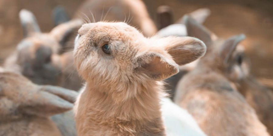寶貝動物區