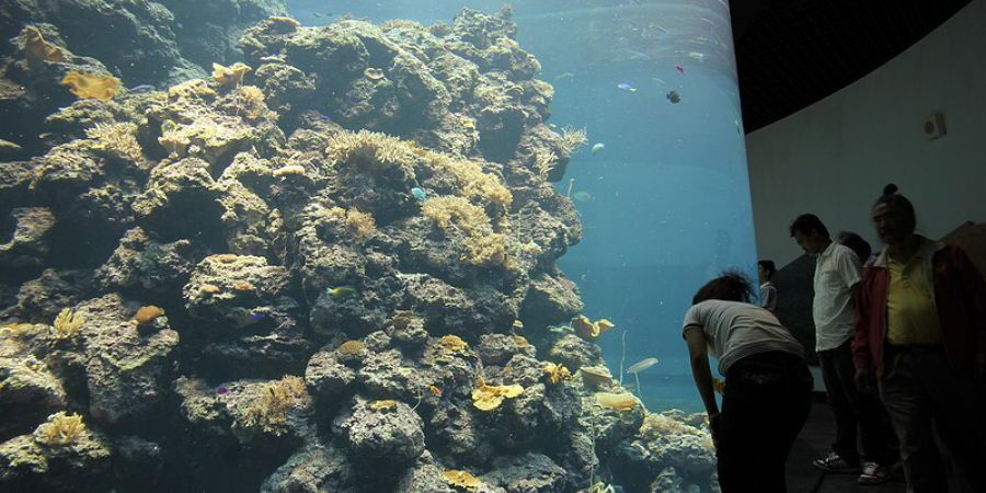 珊瑚礁區