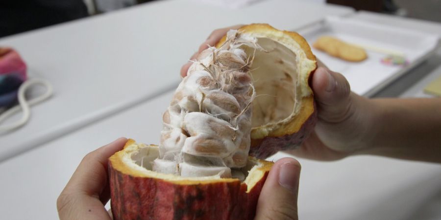 試吃可可果