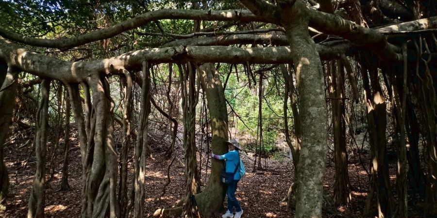 社頂自然公園內的白榕園