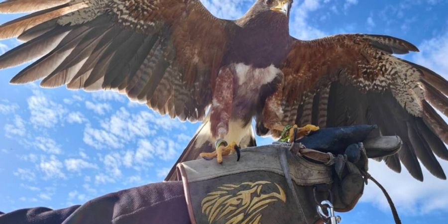 現場協助與老鷹互動